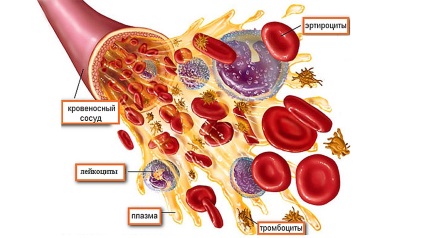 Cât de multe litri de sânge la o persoană în corpul adult, 50, 60, 70, 80, 90, 100 kg, copil, bărbați