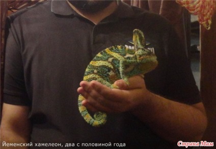 Este dificil să conțină un chameleon (priviți mini-zoologia noastră printr-un microscop) pentru numărul 1 - țară