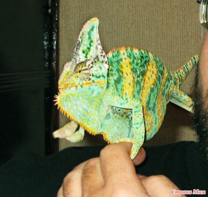 Este dificil să conțină un chameleon (priviți mini-zoologia noastră printr-un microscop) pentru numărul 1 - țară