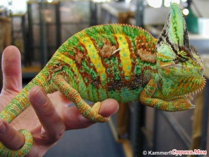 Este dificil să conțină un chameleon (priviți mini-zoologia noastră printr-un microscop) pentru numărul 1 - țară