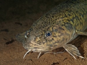 Tackles fogására menyhal ősszel, hogy megtalálják a megfelelő