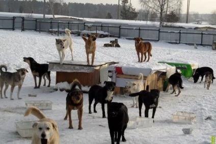 Un câine este un prieten al omului sau al unui inamic