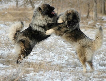 Câine de ciobanesc caucazian - descrierea și descrierea rasei