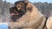 Kutya kaukázusi juhászkutya - a leírás és a fajta jellemzői