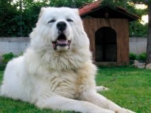 Kutya kaukázusi juhászkutya - a leírás és a fajta jellemzői