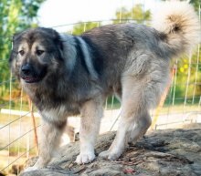 Kutya kaukázusi juhászkutya - a leírás és a fajta jellemzői