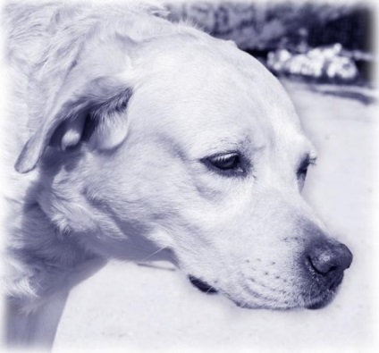 Câine Labrador Anola caută o casă