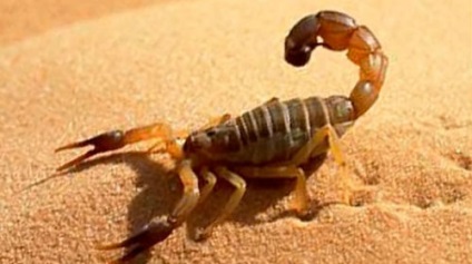 Visul visat de un scorpion într-un vis în care visă un scorpion