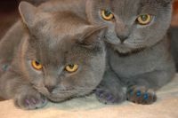 Sfaturi pentru proprietarii de pisici - avantajele și dezavantajele onyectomiei (îndepărtarea ghearelor) în coșurile (vet) mailing