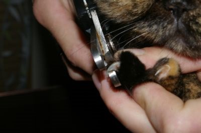 Tippek macska tulajdonosok - az érvek és ellenérvek onychectomy (declawing) macskák (VET) hírlevél