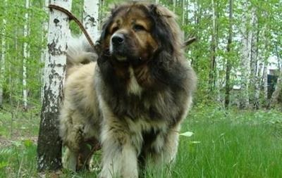 Câine ciobănesc din Asia Centrală - descriere rasă, fotografii, videoclipuri, articole