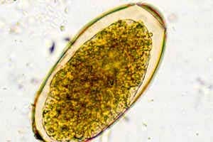 Stafilococoza porcilor, omedvet