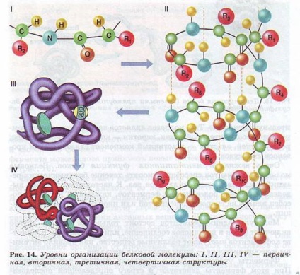 Structura și funcția proteinelor