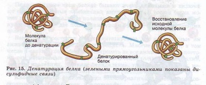 Structura și funcția proteinelor