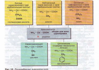 Structura și funcția proteinelor