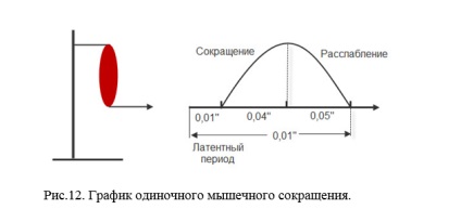 Structura mușchiului și mecanismul contracției musculare