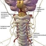 Structura arterei maxilare