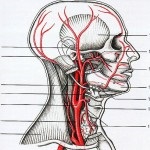 Structura arterei maxilare