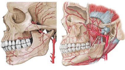 Structura arterei maxilare