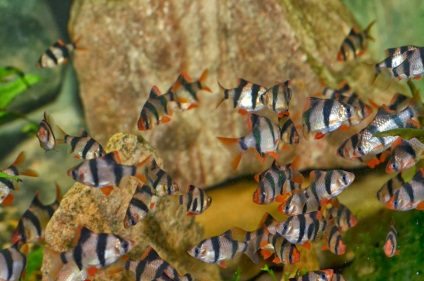 Sumatran barbus breeding, conținut, descriere, fotografie, video, pește de acvariu