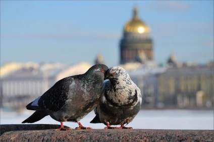 Turul de nuntă din Sankt-Petersburg, excursii