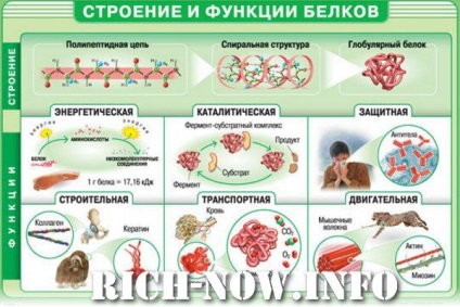 Proteine ​​proprietăți, informații valoroase