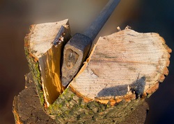 Proprietățile densității lemnului, durității, umidității etc.