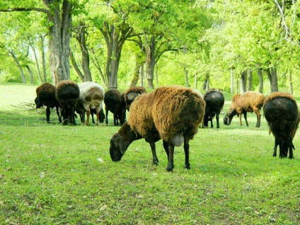 Tajik saga de oaie dakhmard și gissar în Adygea, rusia