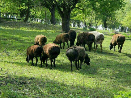 Tajik saga de oaie dakhmard și gissar în Adygea, rusia