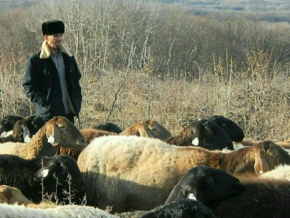 Tajik saga de oaie dakhmard și gissar în Adygea, rusia