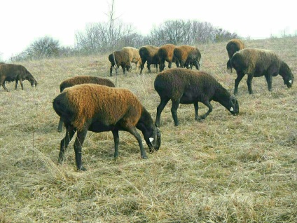 Tajik saga de oaie dakhmard și gissar în Adygea, rusia