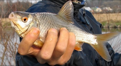 Roach fogás és ősszel a nemzeti jelentésekben a halászat