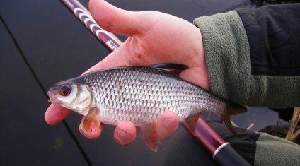 Roach fogás és ősszel a nemzeti jelentésekben a halászat