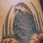 Tatuajele papagalilor