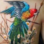 tetoválás papagájok