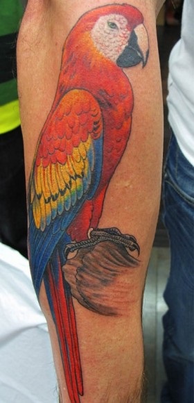 Parrot Tattoo