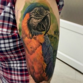 Parrot Tattoo