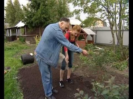 Tehnologia de plantare a unei peluze frumoase