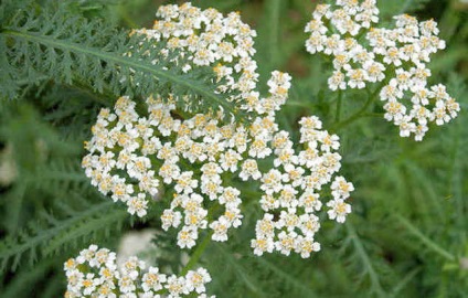 Yarrow, scoarta de aspen, catina de mare si salcam in chisturi, un site despre metodele de tratare a medicilor