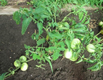 Tomato gina tst descrierea clasei cu fotografii și videoclipuri, recenzii