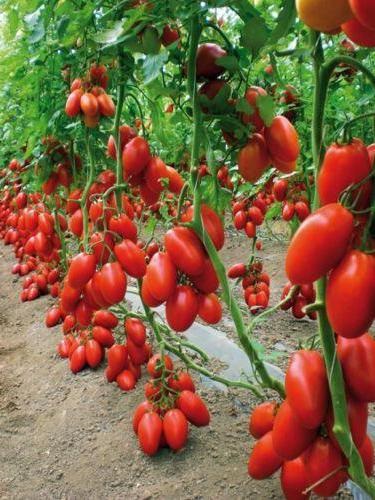 Tomato San Marzano Caracteristici