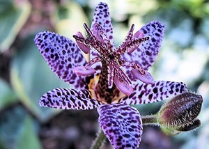 Tricyrtis ültetés és gondozás - orchidea kert