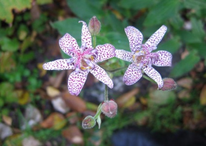 Tricyrtis ültetés és gondozás - orchidea kert
