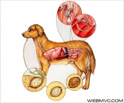 Trichocephalosis de câini (trichocephalosis canum)