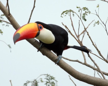 Toucanii (lat)