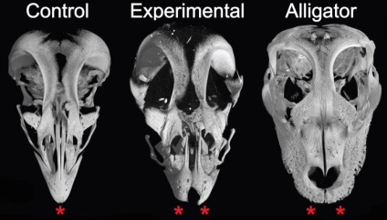 Oamenii de știință au crescut embrioni de pui cu fălcile dinozaurilor - mamuți și dinozauri - știri