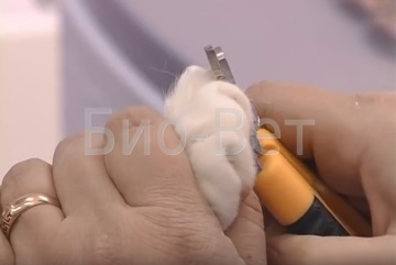 Îndepărtarea ghearelor la pisici, prețuri scăzute pentru operațiile de labe moi - clinica veterinară bio-vet