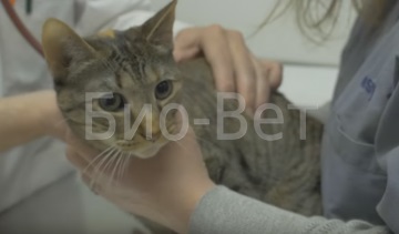 Îndepărtarea ghearelor la pisici, prețuri scăzute pentru operațiile de labe moi - clinica veterinară bio-vet