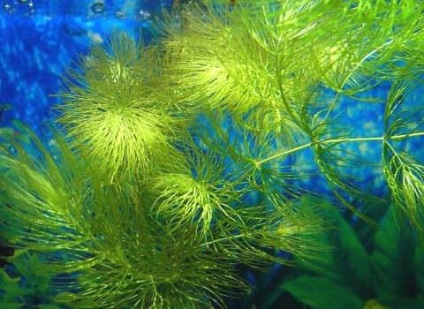 Ingrasaminte pentru plante in acvariu