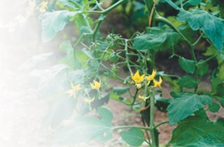 Condiții de cultivare a tomatelor și obținerea de puieți pentru terenuri deschise și sere